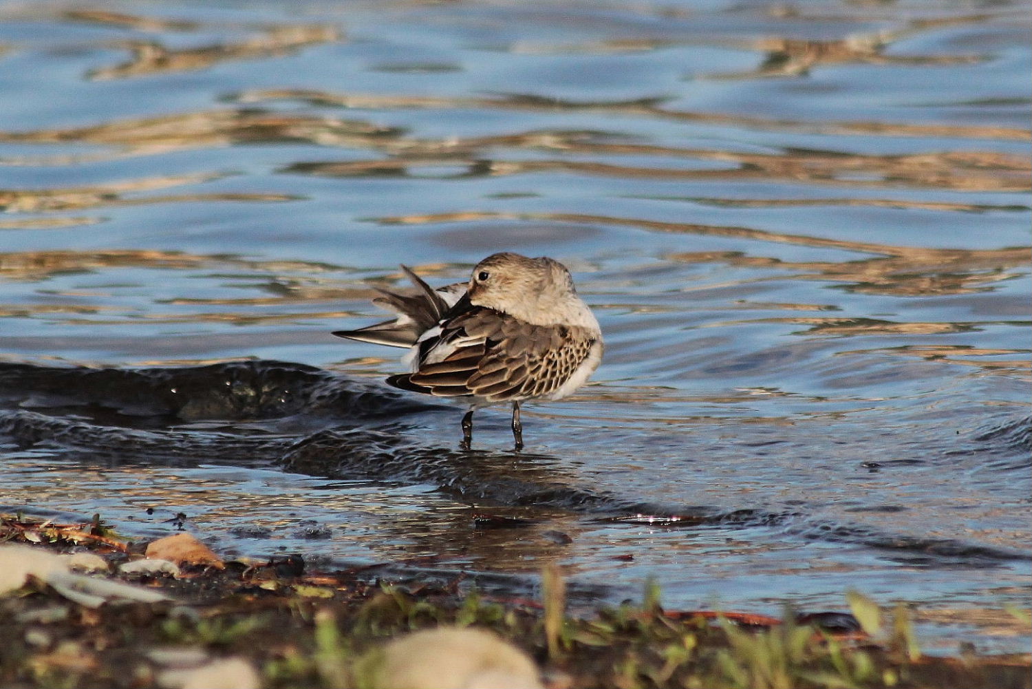 Calidris alpina  Piovanello pancianera